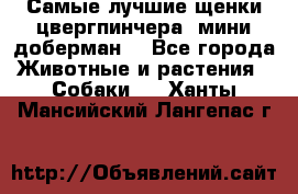 Самые лучшие щенки цвергпинчера (мини доберман) - Все города Животные и растения » Собаки   . Ханты-Мансийский,Лангепас г.